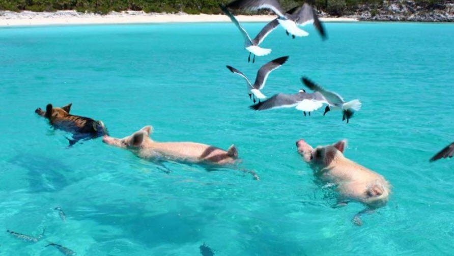 Pig Beach, Bahamas